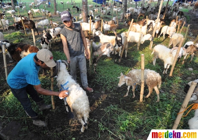 Foto : Pedagang hewan kurban musiman padati lapangan Lapas 