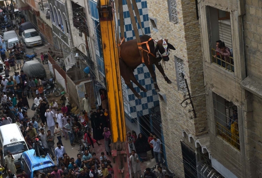 Tradisi unik warga Pakistan simpan hewan kurban di atap gedung