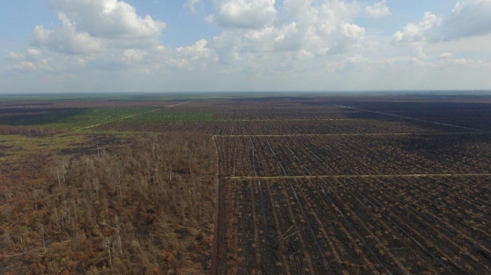 Penampakan ribuan hektare hutan di Riau berubah jadi arang