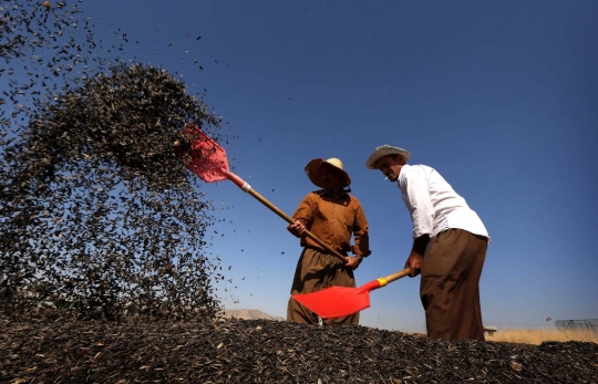 Mengintip produksi kuaci biji bunga matahari di Irak