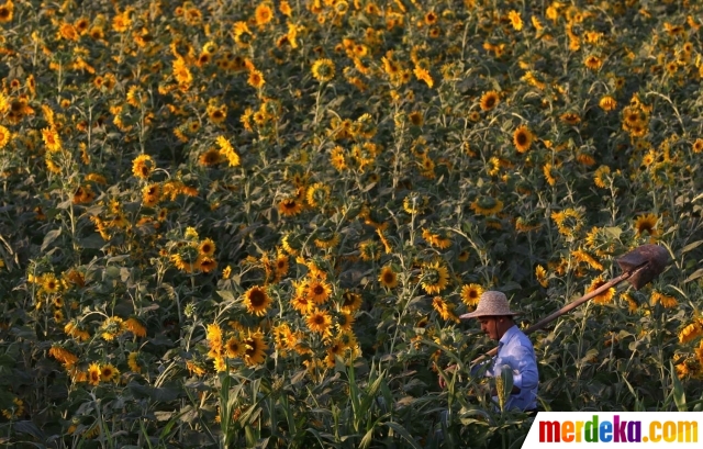 Foto Mengintip produksi kuaci  biji bunga  matahari  di 