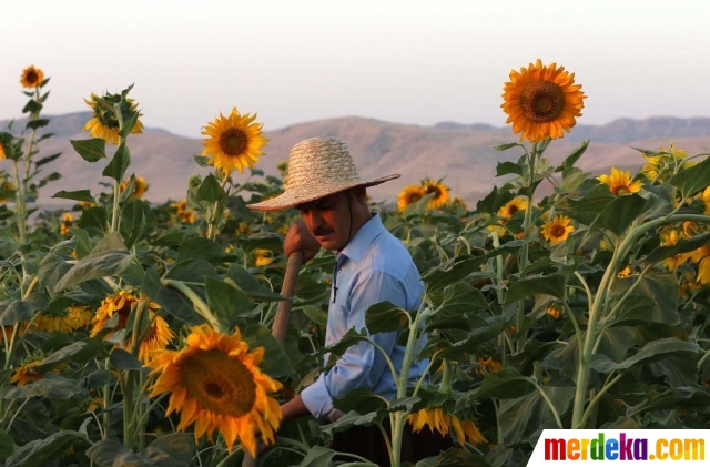 Foto Mengintip produksi kuaci  biji  bunga matahari di 