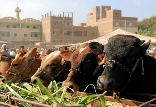Melihat larisnya pasar hewan kurban di Kairo
