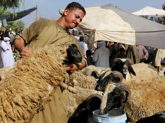 Melihat larisnya pasar hewan kurban di Kairo