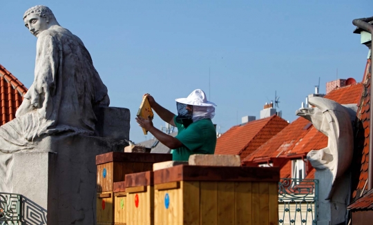 Potret unik gedung Balai Kota Praha berubah jadi peternakan lebah