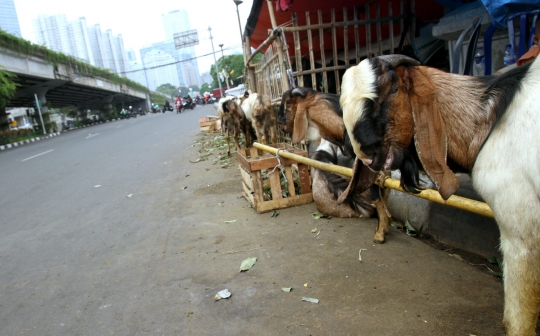 Bandelnya pedagang hewan kurban jualan di atas trotoar Tanah Abang
