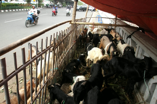 Bandelnya pedagang hewan kurban jualan di atas trotoar Tanah Abang