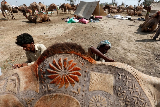 Uniknya tradisi mengukir bulu unta di pasar Idul Adha Pakistan