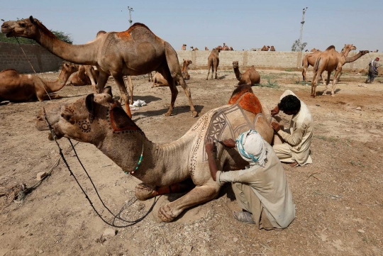 Uniknya tradisi mengukir bulu unta di pasar Idul Adha Pakistan