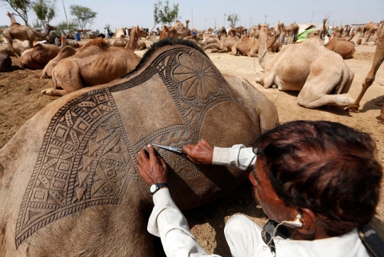 Uniknya tradisi mengukir bulu unta di pasar Idul Adha Pakistan