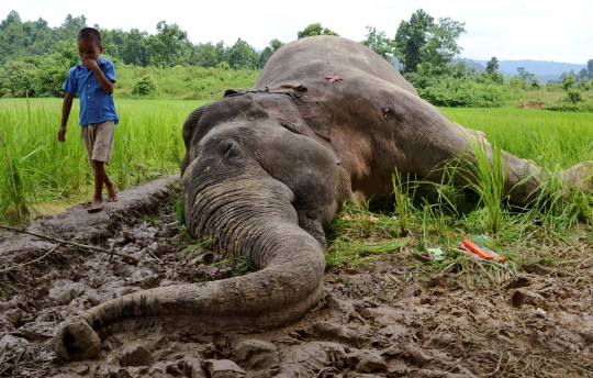 Apes, gajah di India mati keracunan pestisida