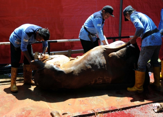 Melihat penyembelihan 25 sapi & 56 kambing di Masjid Az-Zikra Sentul