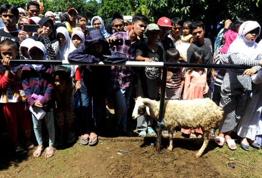 Melihat penyembelihan 25 sapi & 56 kambing di Masjid Az-Zikra Sentul