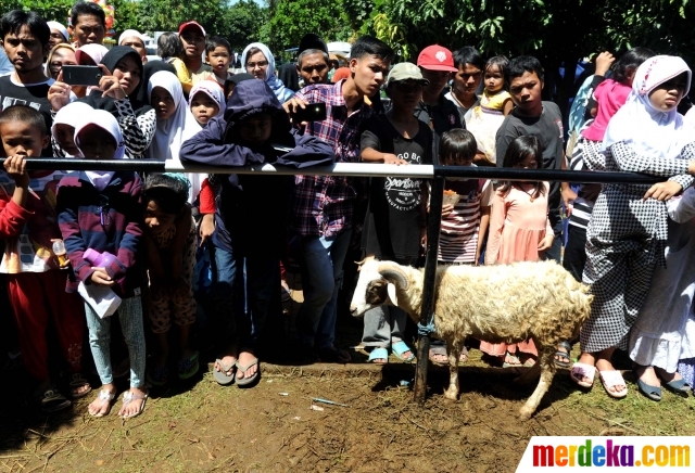 Foto : Melihat penyembelihan 25 sapi & 56 kambing di 