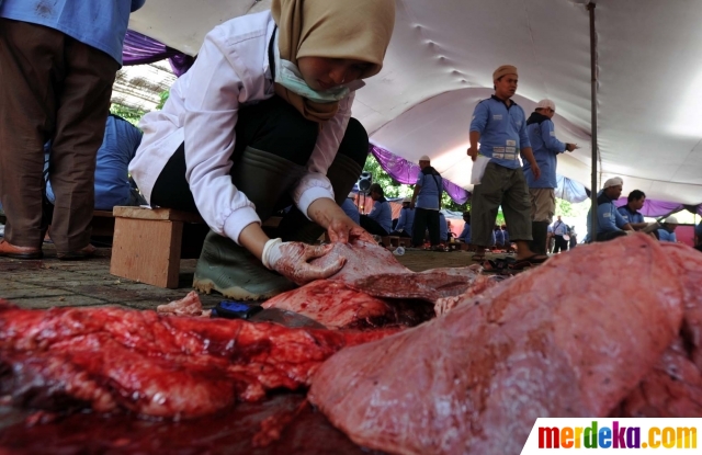 Foto : Melihat penyembelihan 25 sapi & 56 kambing di 