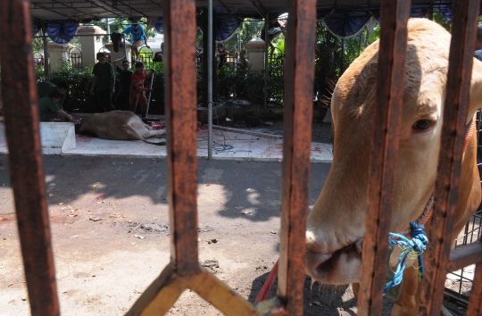 Penyembelihan 79 hewan kurban di Masjid Sunda Kelapa