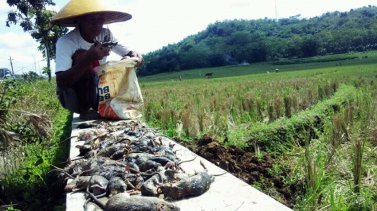 Ini cara unik desa di Banyumas berantas hama tikus