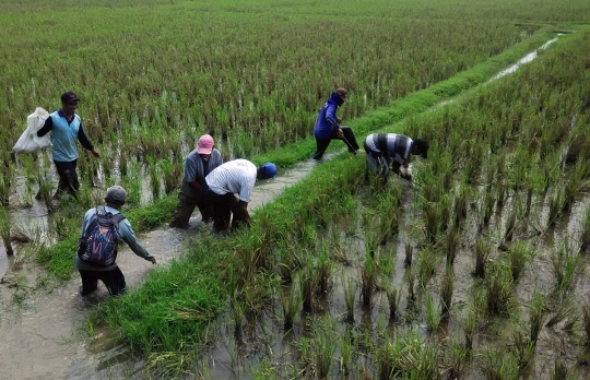 Ini cara unik desa di Banyumas berantas hama tikus