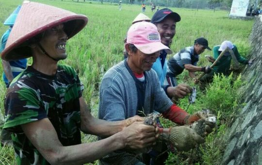 Ini cara unik desa di Banyumas berantas hama tikus