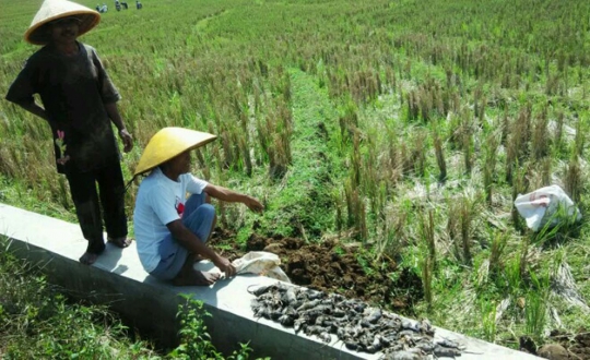 Ini cara unik desa di Banyumas berantas hama tikus