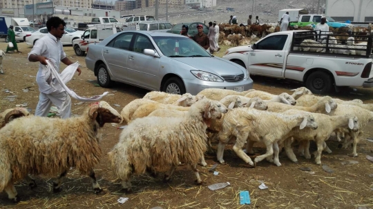 Mengunjungi Kakiyah, pasar kambing terbesar di Makkah