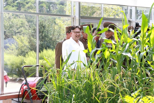 Kepuasan Kim Jong-un lihat hasil panen jagungnya melimpah
