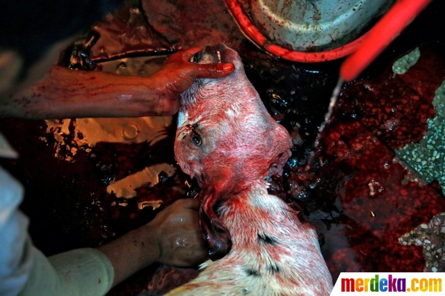 Foto : Potret minoritas muslim India sembelih hewan kurban 