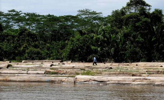 Melihat lebih dekat aktivitas pembalakan di hutan Kalimantan