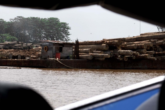 Melihat lebih dekat aktivitas pembalakan di hutan Kalimantan