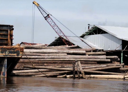 Melihat lebih dekat aktivitas pembalakan di hutan Kalimantan