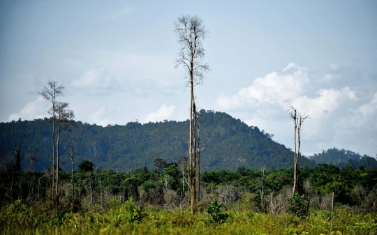 Melihat lebih dekat aktivitas pembalakan di hutan Kalimantan