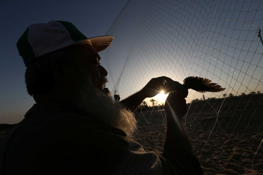 Teknik orang Palestina berburu burung puyuh di pantai