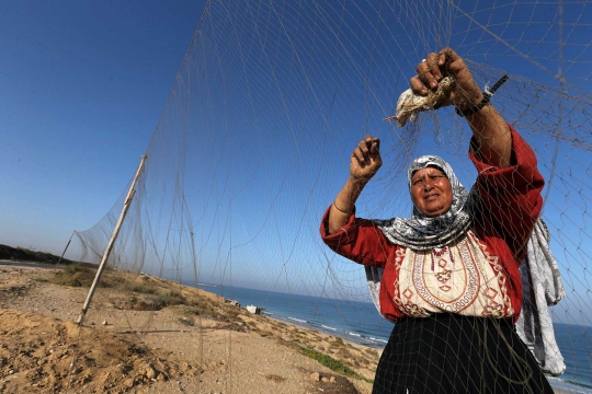 Teknik orang Palestina berburu burung puyuh di pantai