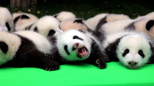 China pamerkan 23 bayi panda yang lucu dan menggemaskan
