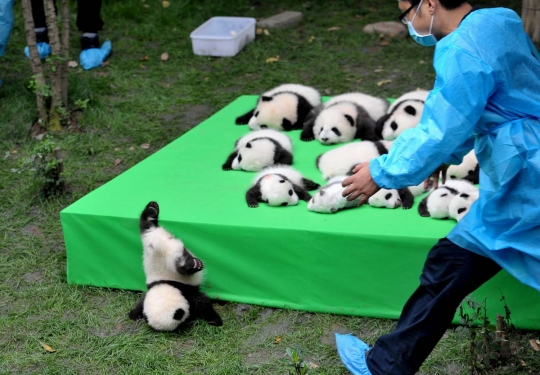 China pamerkan 23 bayi panda yang lucu dan menggemaskan