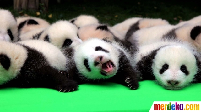  Foto China pamerkan 23 bayi panda yang lucu dan 