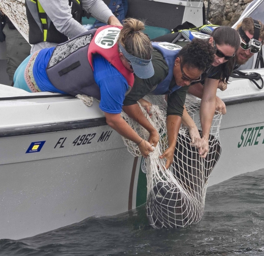 Aksi dramatis penyelamatan 2 bayi lembu laut di Florida