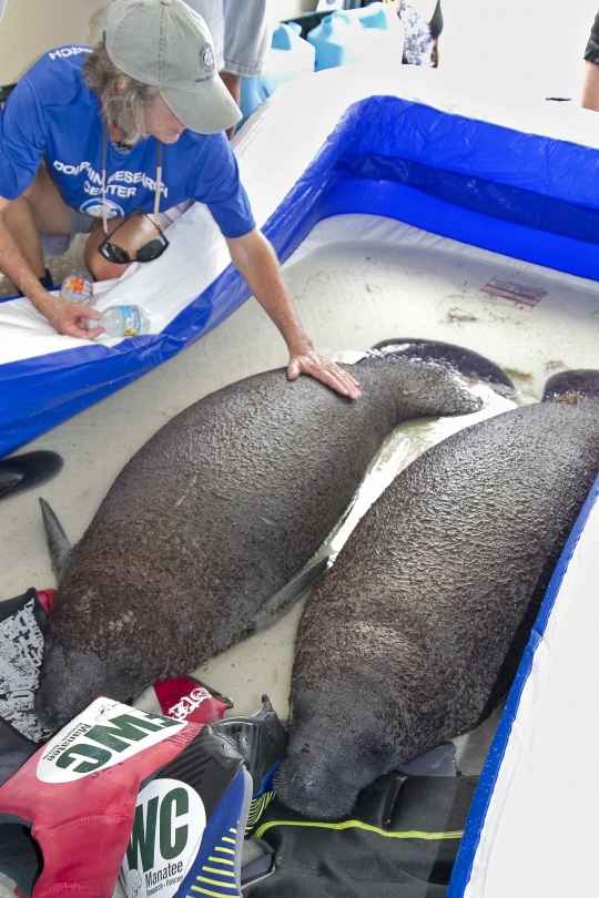 Aksi dramatis penyelamatan 2 bayi lembu laut di Florida