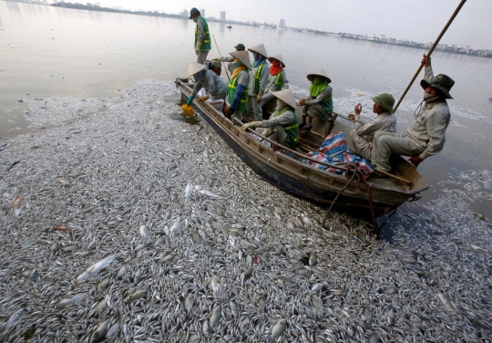 Penampakan ribuan ekor ikan di Vietnam mati kekurangan oksigen