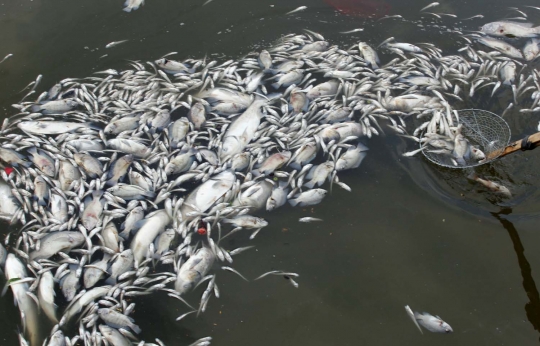 Penampakan ribuan ekor ikan di Vietnam mati kekurangan oksigen