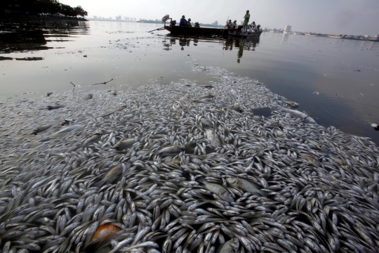 Penampakan ribuan ekor ikan di Vietnam mati kekurangan oksigen