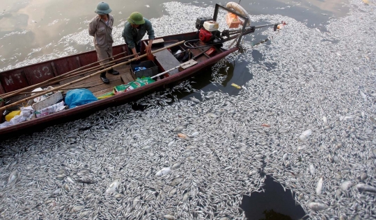 Penampakan ribuan ekor ikan di Vietnam mati kekurangan oksigen