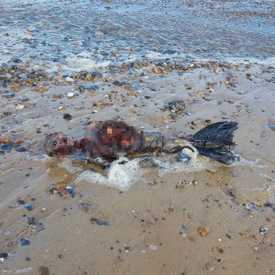 Kerangka diduga putri duyung ditemukan di Pantai Norfolk