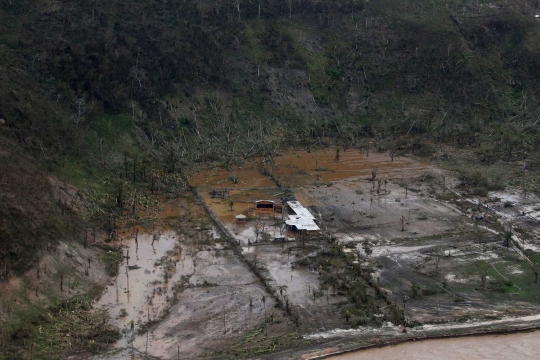 Keganasan Badai Matthew gunduli pepohonan Haiti