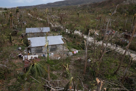 Keganasan Badai Matthew gunduli pepohonan Haiti