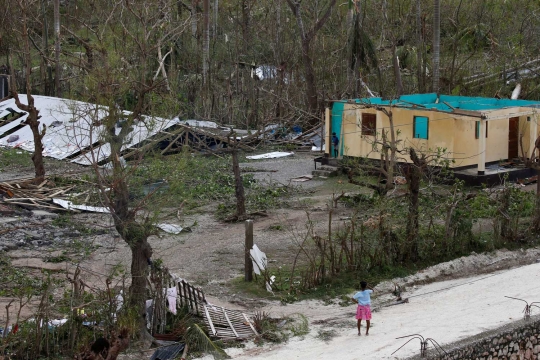 Keganasan Badai Matthew gunduli pepohonan Haiti