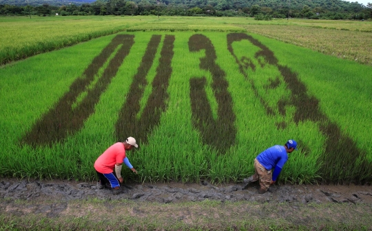 Keren, petani Filipina buat stensil wajah Duterte di sawah