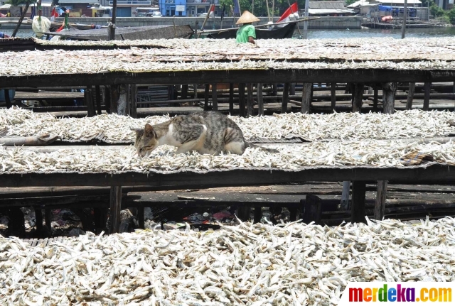 Jual Ikan Asin Per Kg foto musim hujan membawa berkah bagi pembuat ikan asin Jual Ikan Asin Per Kg foto musim hujan membawa berkah bagi pembuat ikan asin
