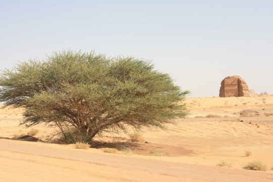 Mengunjungi kota Madain Saleh, jejak azab Allah kepada Kaum Tsamud
