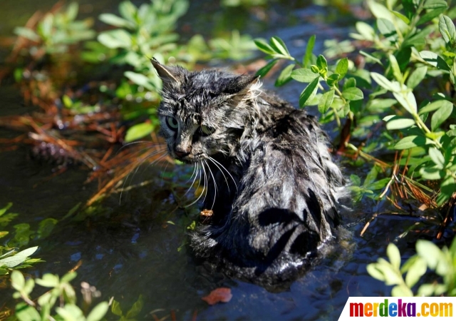 Foto Penyelamatan dramatis kucing terjebak banjir usai 